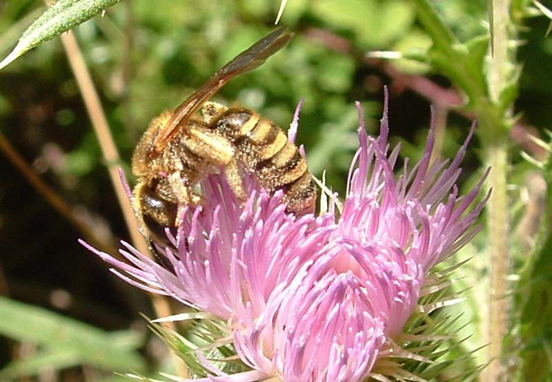 Halictus scabiosa?